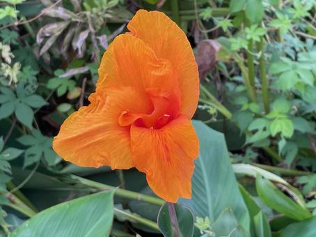 カンナ 夏の花 オレンジ色 カンナ 夏の花 オレンジ色 カンナ,夏の花,オレンジ色の写真素材