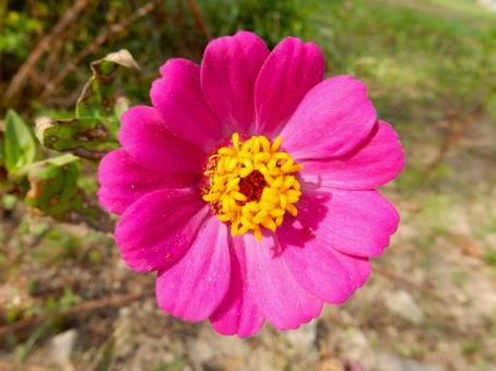 【花の写真】 ヒャクニチソウ(百日草) 【花の写真】 ヒャクニチソウ(百日草)の写真