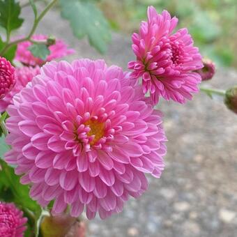 菊　ピンク 菊,ピックの花,秋の写真素材