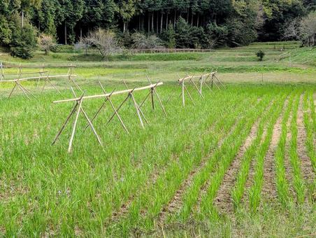 稲架掛け 稲架掛け 稲架掛け,はさがけ,稲掛の写真素材