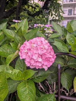 あじさい(ピンク) あじさい(ピンク)の写真