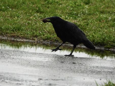 クルミを咥えるカラス クルミを咥えるカラスの写真