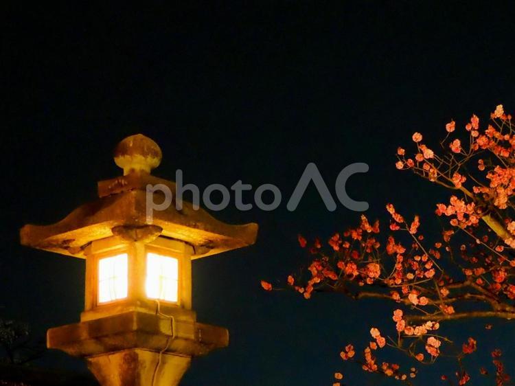 灯籠と梅の花 灯籠,梅,夜景の写真素材