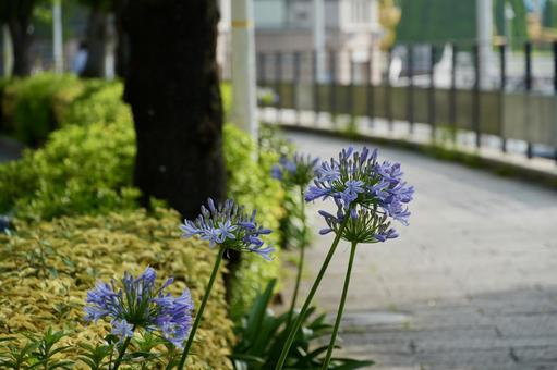 アガパンサス アガパンサスの写真