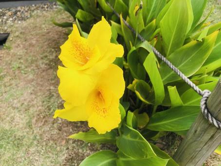鮮やかな黄色のカンナの花 鮮やかな黄色のカンナの花の写真