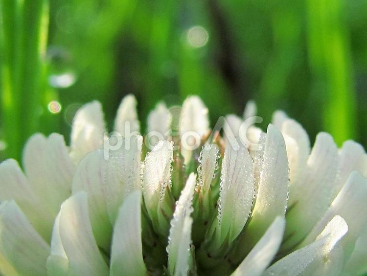水滴とシロツメクサWater drop 水滴,雫,雨の写真素材