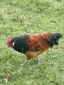 ニワトリ 鶏,鳥,動物の写真素材