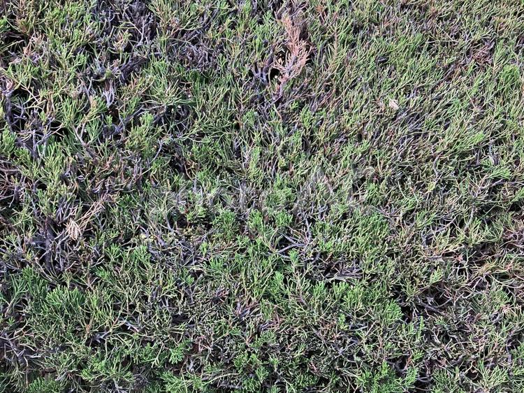 剪定された植え込み植物 剪定,植え込み,植物の写真素材