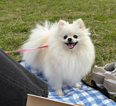 白ポメラニアン5 ポメラニアン,犬,ポメの写真素材