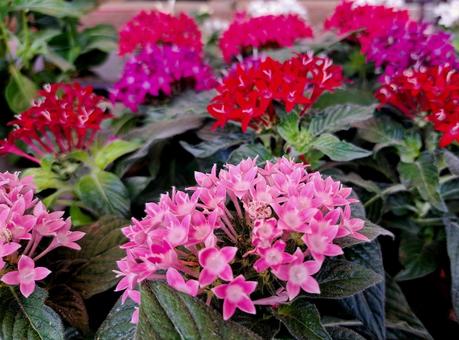 カラフルなペンタスの花 カラフルなペンタスの花 ペンタス,草花,草山丹花の写真素材