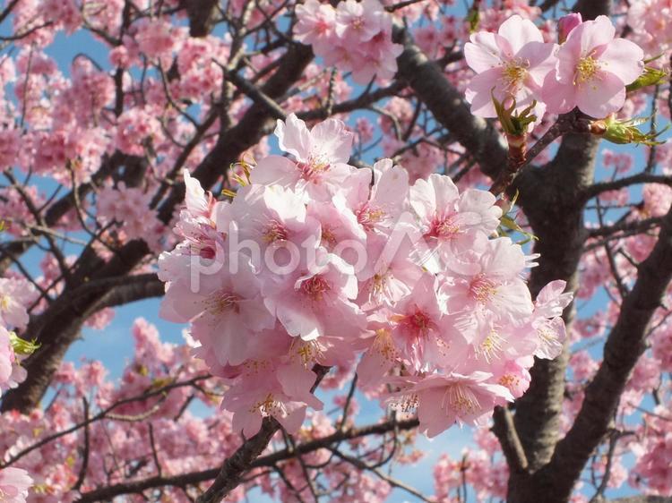 花簪のような美しい河津桜 河津桜,桜,花の写真素材