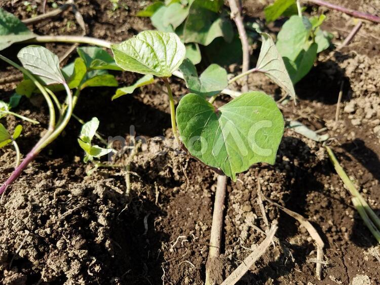 サツマイモのつる サツマイモ,さつまいも,芋掘りの写真素材