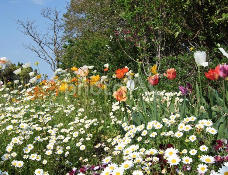 白い花とオレンジ色の花　春の青空 花,カラフル,色とりどりの写真素材