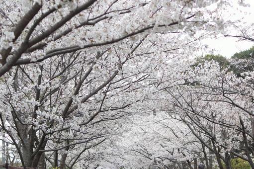 桜 桜 垣生公園,木,背景の写真素材