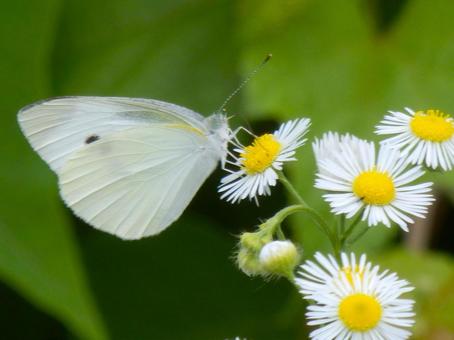[Insect Photo] Cabbage White Butterfly, JPG