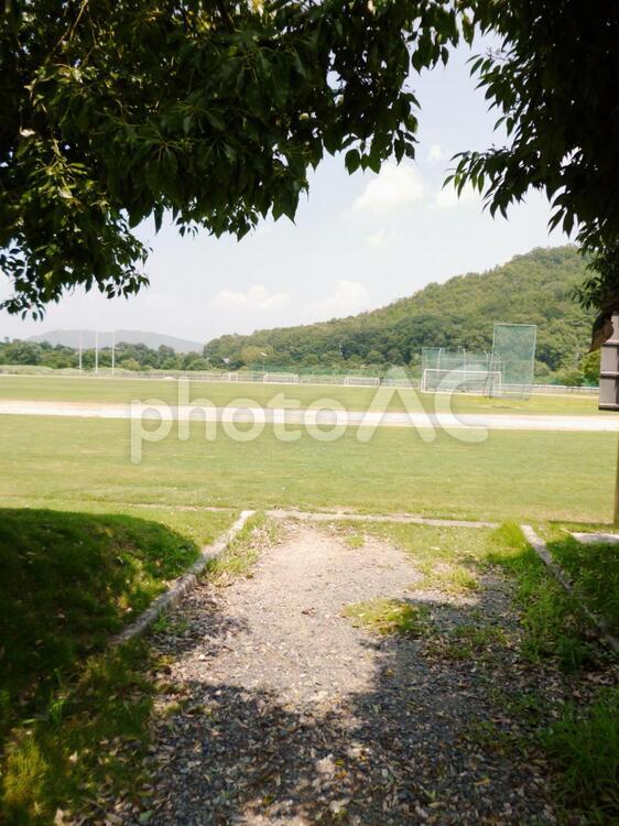 木陰 木陰,木漏れ日,地面の写真素材