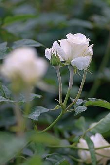 Aramaki Rose Garden 153 Elegance Ivory, JPG Aramaki Rose Garden 153 Elegance Ivory, JPG