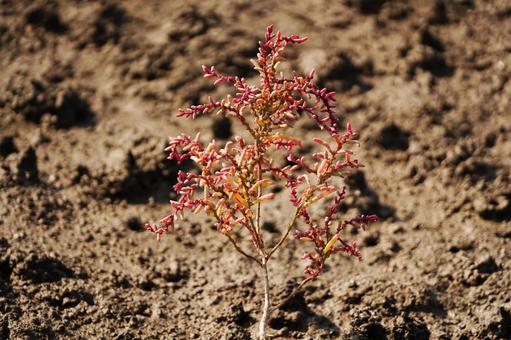 佐賀 干潟よか公園 シチメンソウ5 シチメンソウ,七面草,干潟よか公園の写真素材