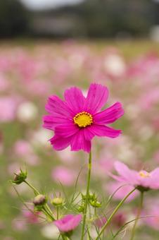 コスモス畑 秋桜,秋,10月の写真素材