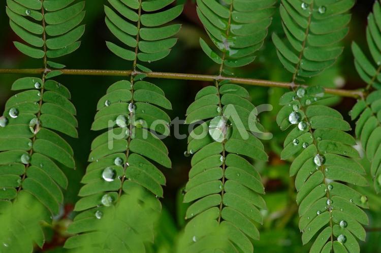 雨が降って葉っぱに水玉ができる 赤坂,水玉,しずくの写真素材