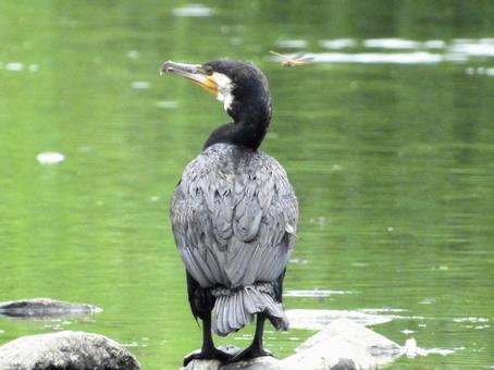 石の上に立つカワウとトンボ 石の上に立つカワウとトンボの写真