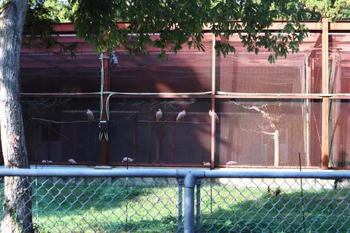 トキ飼育センター（トキの森公園） 朱鷺,白,ネットの写真素材