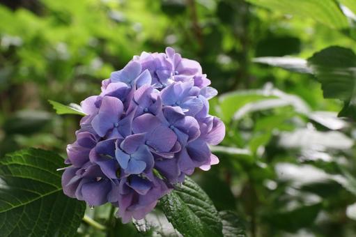 Photo, hydrangea, june, rainy season, 