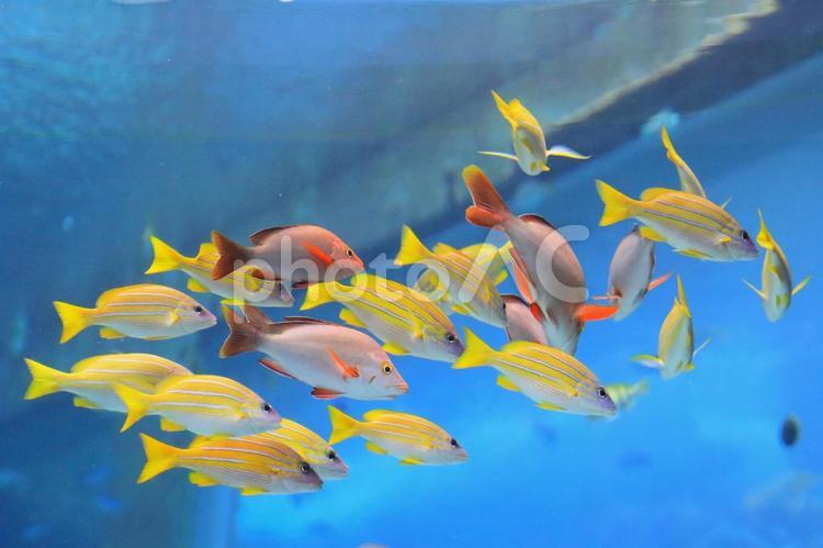 沖縄美ら海水族館の様子 魚,海遊,魚介類の写真素材