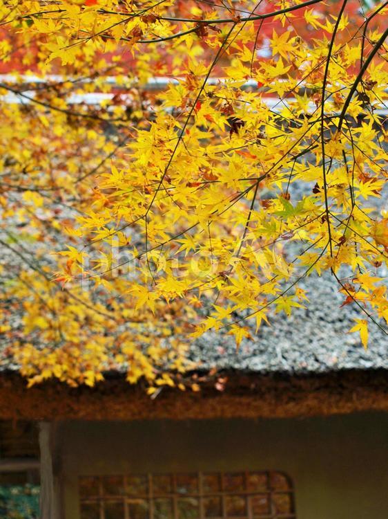 和風の建物と紅葉 紅葉,秋,庭の写真素材