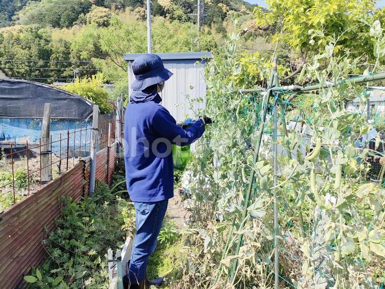 田舎で家庭菜園を楽しむ若い男性 家庭菜園,農作業,野菜作りの写真素材