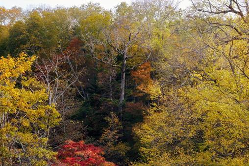 滝見橋の紅葉 滝見橋の紅葉 滝見橋の紅葉,紅葉,阿寒湖の写真素材