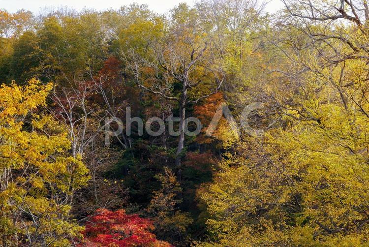 滝見橋の紅葉 滝見橋の紅葉,紅葉,阿寒湖の写真素材