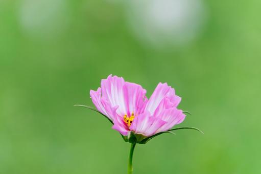 ピンクのコスモスのアップの写真