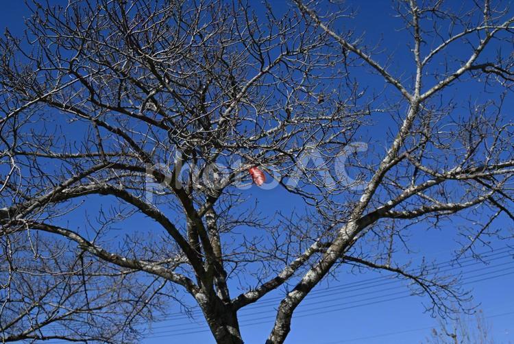 晩秋の桜の木 桜,晩秋,木の写真素材