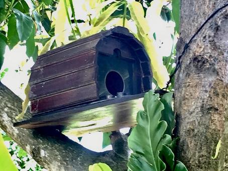 巣箱 巣箱の写真