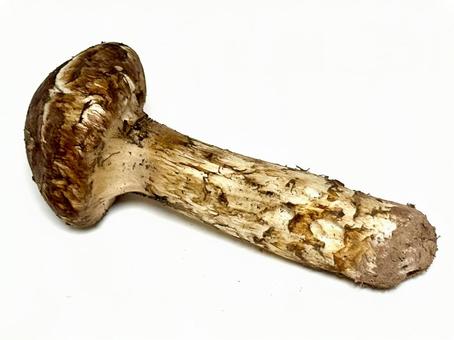 松茸 松茸,きのこ,食べ物の写真素材