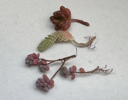 小さな多肉 多肉,植物,小さなの写真素材