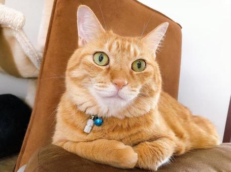 茶トラ猫 茶トラ猫 ねこ,猫,にゃんこの写真素材