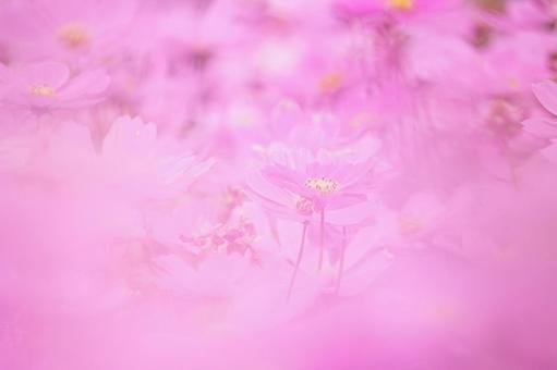 コスモス(65) 花,コスモス,アキザクラの写真素材