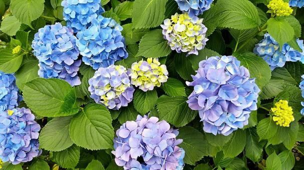 紫陽花 紫陽花 紫陽花,アジサイ,花の写真素材