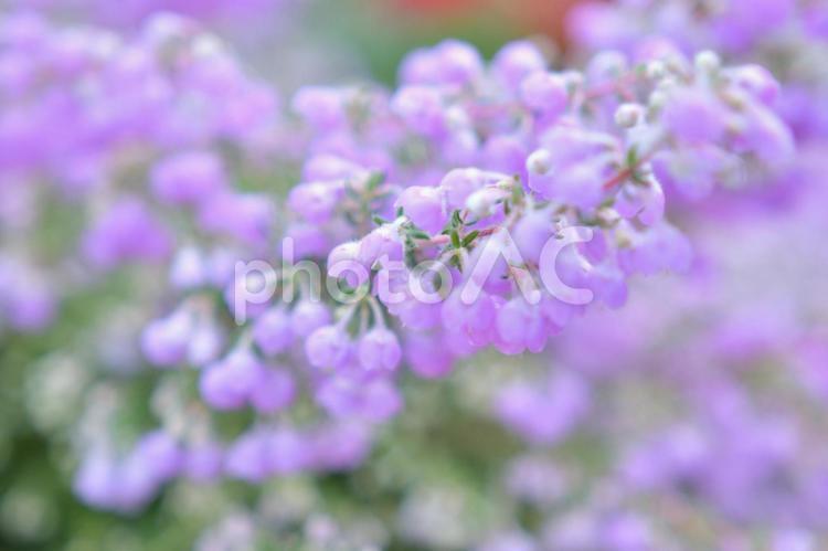 植物　花　小さな紫の花 植物,花,春の写真素材