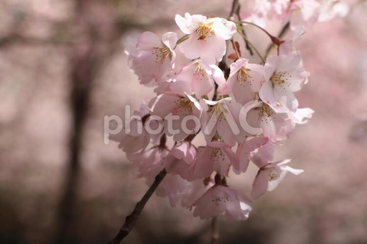 矢ばなの里しだれ桜満開 しだれ桜,春,４月の写真素材