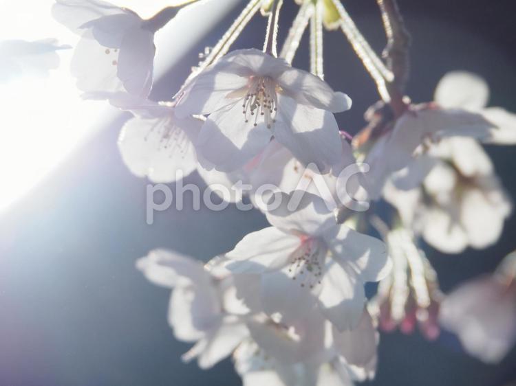 桜　三井寺で撮影 滋賀県,大津,三井寺の写真素材