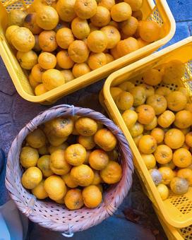 収穫したみかんとかご みかん,柑橘類,果物の写真素材