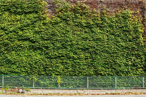 壁一面のツタ 壁一面のツタ ツタ,フェンス,木漏れ日の写真素材