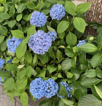 あじさい 紫陽花 あじさい 紫陽花 あじさい,紫陽花,梅雨の写真素材