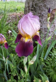 ジャーマンアイリス [German iris]-002の写真