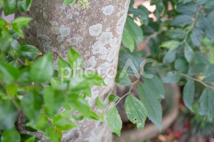 植物　模様がついた木 木,深緑,葉っぱの写真素材