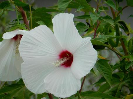 【花の写真】フヨウの花 【花の写真】フヨウの花の写真