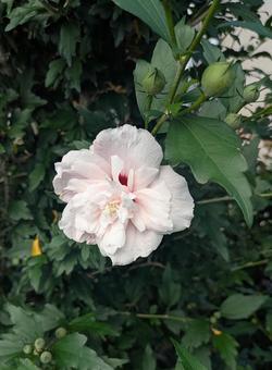 Rose of Sharon, JPG Rose of Sharon, JPG